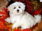 Preview: Diamond Painting Malteser Welpe